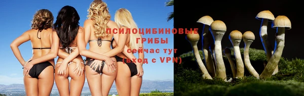 apvp Кукмор